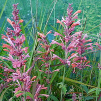 Agastache 'Fleur'